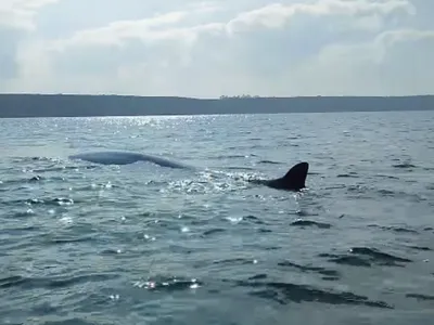 Un pêcheur se retrouve nez à nez avec une baleine en Normandie (Vidéo)